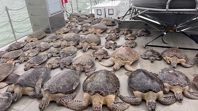 Texas recolhe tartarugas marinhas para as proteger do frio intenso