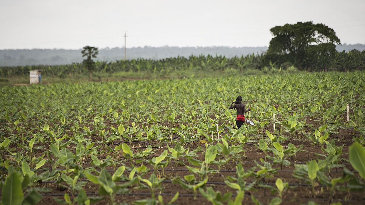 Campos agrícolas em Angola