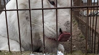 Mohini, a fehér hótigris a Magán Zoo állatkertben született, alig több mint két éve