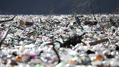 A grey heron stands between dumped plastic bottles and barrels on the bank of the Potpecko Lake on the Lim river, near city of Priboj, Serbia, Tuesday, Jan. 5, 2021.
