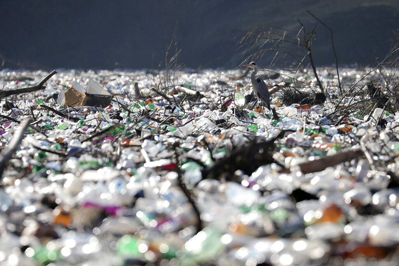 A grey heron stands between dumped plastic bottles on the bank of the Potpecko Lake on the Lim river, near Priboj, January 2021