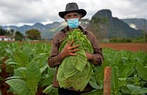 Eduardo Hernandez, restaurant owner and tobacco cultivator, works his land in Vinales, Cuba