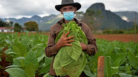 Eduardo Hernandez, restaurant owner and tobacco cultivator, works his land in Vinales, Cuba
