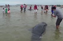 Ινδονησία: Δεκάδες νεκρές φάλαινες ξεβράστηκαν στην ακτή