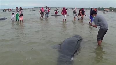 شاهد: نفوق عشرات الحيتان قبالة سواحل جزيرة إندونيسية