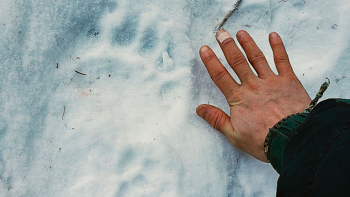 Alaska'da dışarıdaki bir tuvaleti kullanan kadına ayı saldırdı