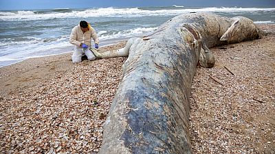 Une baleine échouée sur le littoral israélien, dans la réserve naturelle de Nitzanim, le 19 février 2021