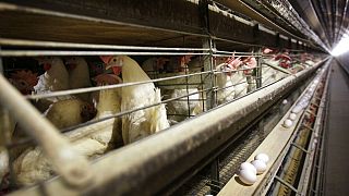 Csirkefarm az Egyesült Államokban, Iowában