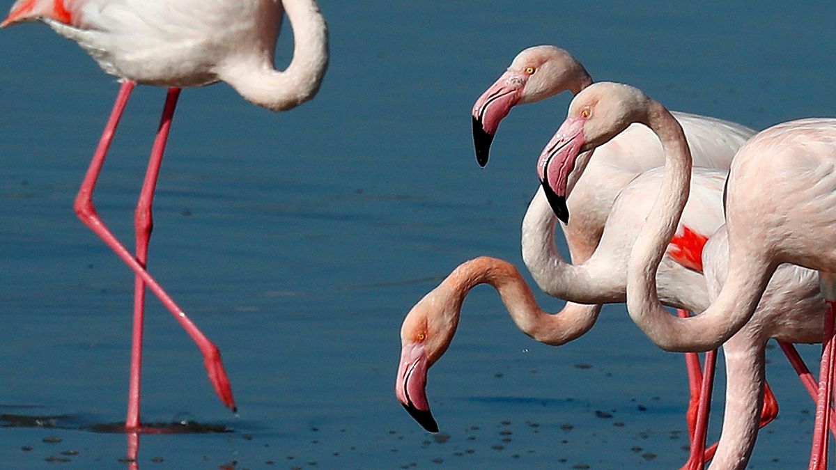 Flamingos at a salt lake in the southern coastal city of Larnaca, in the eastern Mediterranean island of Cyprus, Sunday, Jan. 31, 2021.