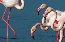 Flamingos at a salt lake in the southern coastal city of Larnaca, in the eastern Mediterranean island of Cyprus, Sunday, Jan. 31, 2021.