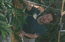 Σπάνιο νυχτολούλουδο άνθισε στον βοτανικό κήπο του πανεπιστημίου του Κέιμπριτζ