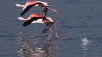 Flamingos em Lárnaca
