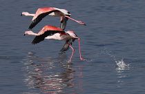 Flamingos em Lárnaca