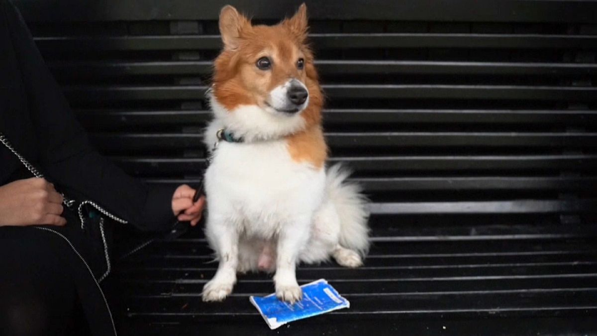 Britischer Hund mit abgelaufenem EU-Haustierausweis 