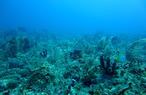 Only 80 per cent of the ocean floor has been mapped.