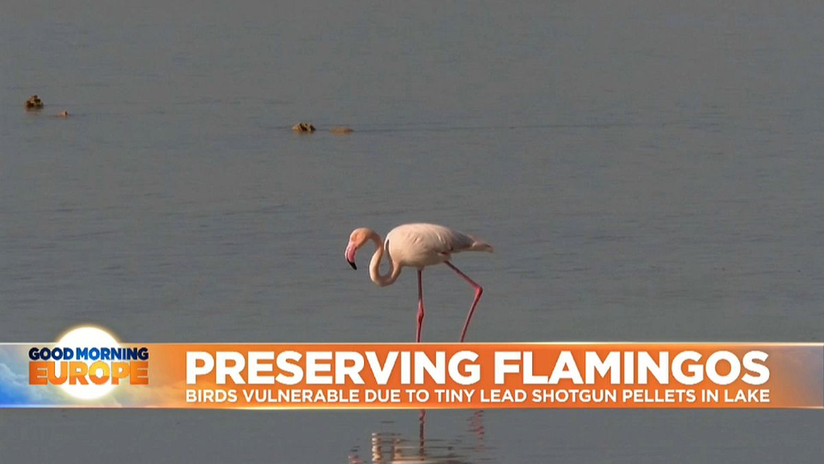 Flamingo feeding in Larnaca Salt Lake in Cyprus