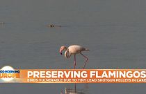 Flamingo feeding in Larnaca Salt Lake in Cyprus
