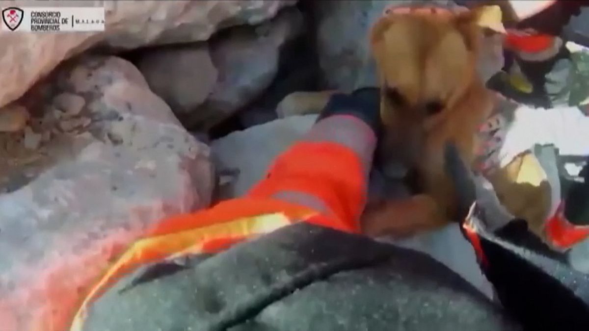 Бродячая собака застряла в камнях