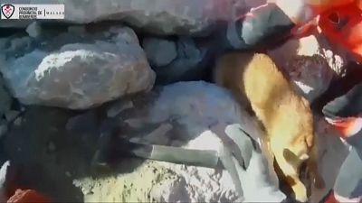 Feuerwehrleute ziehen den Hund aus der Felsspalte