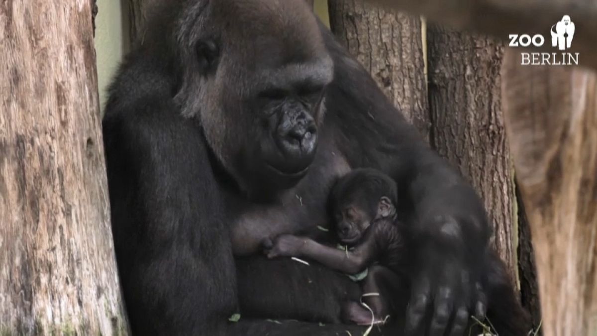 Gorilla-Mama Bibi mit ihrem schlafenden Nachwuchs