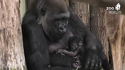 Gorilla-Mama Bibi mit ihrem schlafenden Nachwuchs