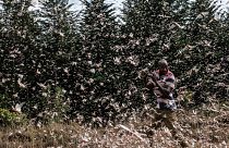 Locusts swarm Kenya