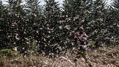Locusts swarm Kenya Locusts swarm Kenya