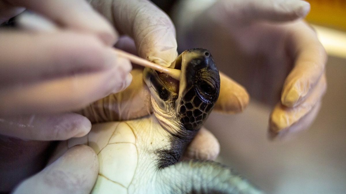 لاک‌پشت در معرض خطر که مایونز جانش را نجات داد