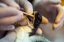 لاک‌پشت در معرض خطر که مایونز جانش را نجات داد