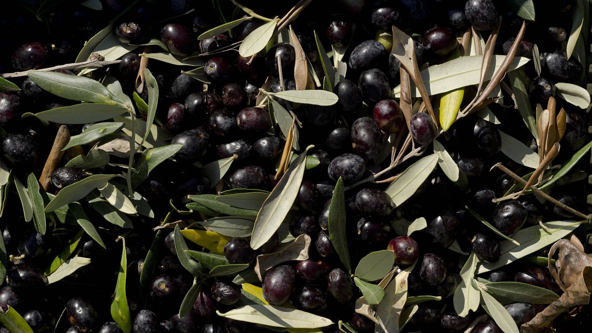 WTO sides with bloc against US tariffs on Spanish olives thumbnail