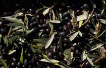 The case dates back to 2017 when the US imposed tariffs on Spanish olives, citing harm caused to American producers due to CAP subsidies directed to Spanish farmers.