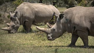 The race to save the northern white rhino before it's too late
