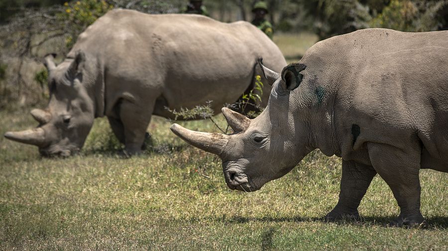 The Race To Save The Northern White Rhino Before It S Too Late Africanews
