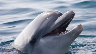 نفوق أكثر من مئة دلفين قبالة سواحل موزمبيق