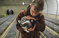 Rescuing a rabbit from a caged farm
