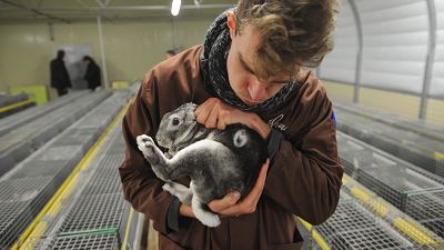 Rescuing a rabbit from a caged farm