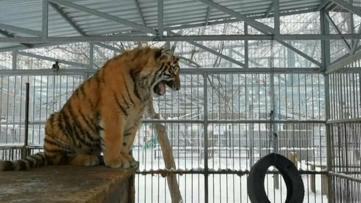 "Singender" Amur-Tiger wird Internetstar