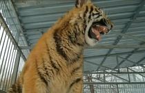 "A kölyöktigris nem beteg, csak szeretethiányos"