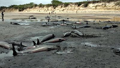  86 dolphins found dead in Mozambican coast