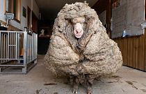 Baarack é uma ovelha que carregava 35 Kg de lã