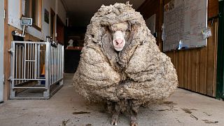 ¡Salvad a la oveja Baarack! Operación de rescate para un bovino con 35 kg de lana encima