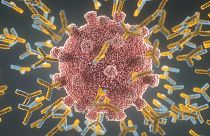 SARS-CoV-2'ye (kırmızı) karşı mücadele eden antikorlar (sarı ve mavi)