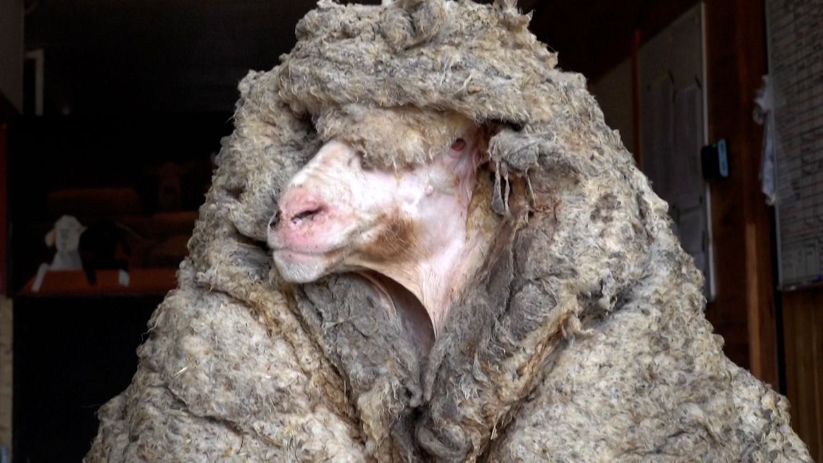 Encuentran una oveja salvaje en Australia con 35 kg. de lana 