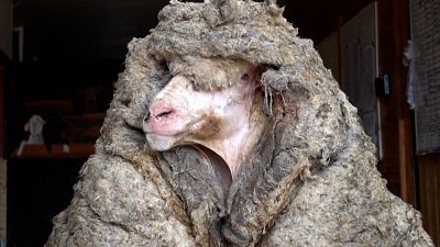 Encuentran una oveja salvaje en Australia con 35 kg. de lana