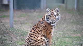 Six-month old tigress Elsa has arrived to her new home in the Black Beauty Ranch in Murchison, Texas, US.