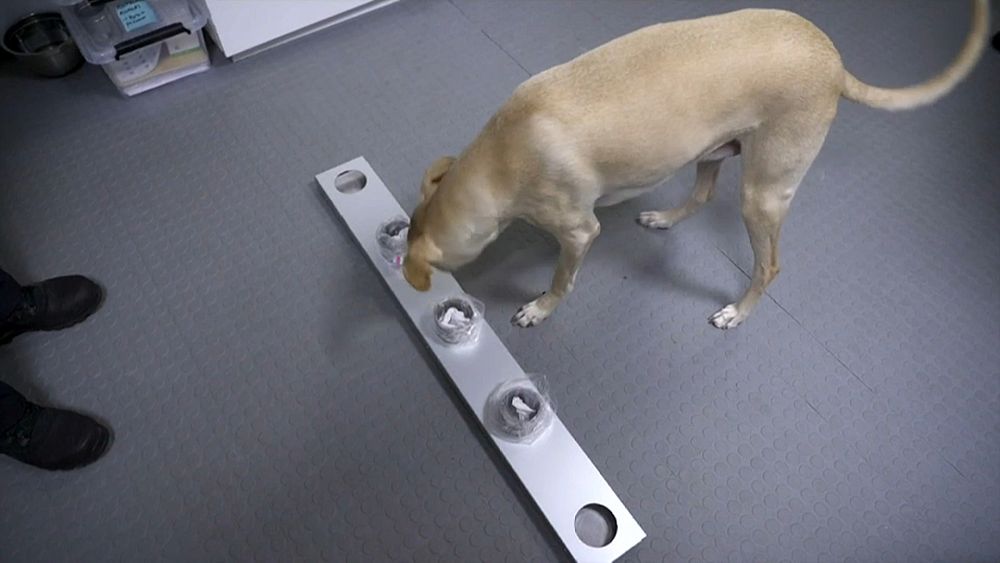 Finlandiya'da köpekler Covid-19 taraması yapıyor: Doğruluk payı yüzde 100'e yakın