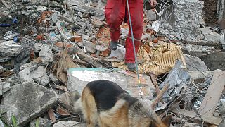 Hongrie : un service de chiens de sauvetage à secourir