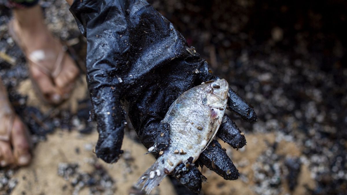 Νεκρό ψάρι από την πετρελαιοκηλίδα στις ακτές του Ισραήλ