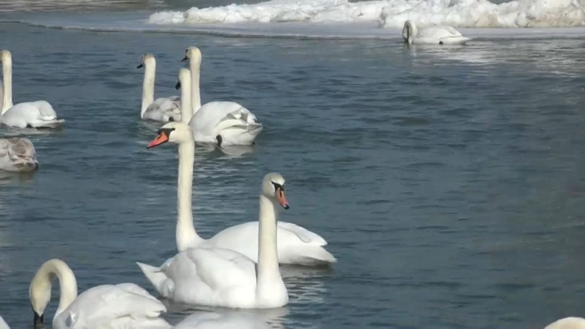 Лебеди-шипуны на реке Прут Черновицкой области Украины, февраль 2021 г.