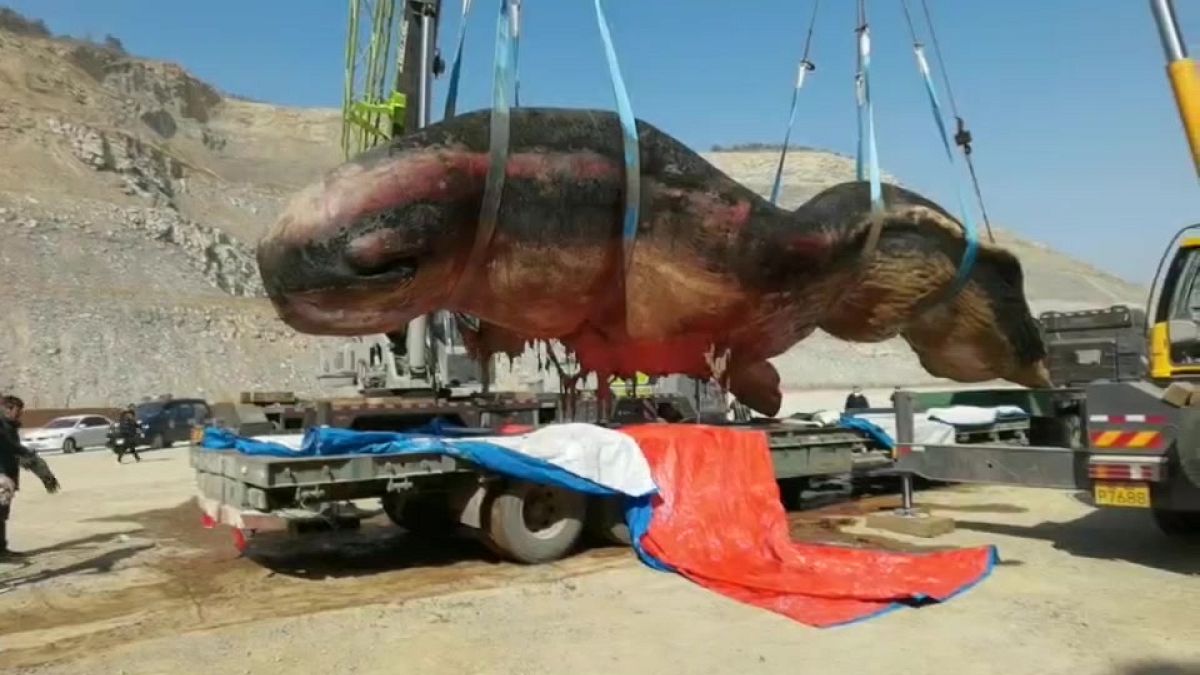 نقل جثة حوت عنبر نافق بطول 18 مترا على شواطئ الصين